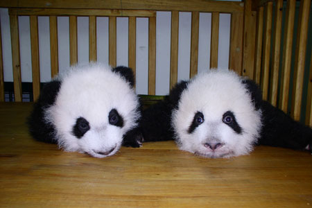 投身社會(huì )公益活動(dòng)，東芝連續四次獲得光明公益獎