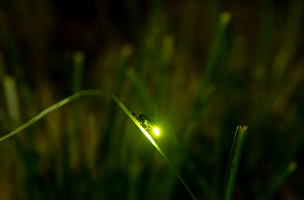 5年間默默無(wú)聞的環(huán)?；顒?dòng)，讓螢火蟲(chóng)回歸河流